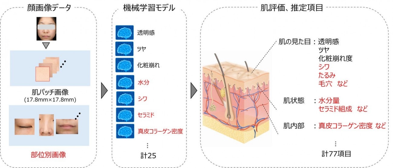 図1. 機能拡充した「Kirei肌AI」（拡充部分は赤字）
